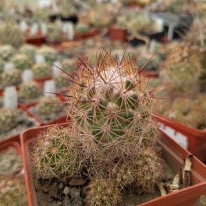 Coryphantha pusilliflora, Sra de la Paila MG 122.2
