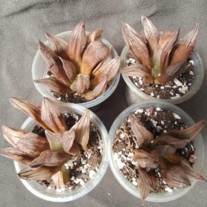 haworthia atrofusca mutant watermelon