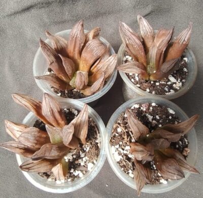 haworthia atrofusca mutant watermelon