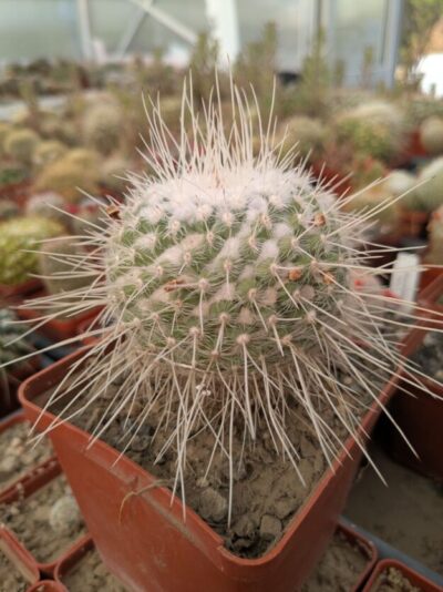 Mammillaria geminispina - Зображення 3