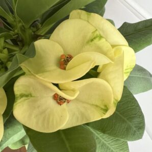 euphorbia крупноквіткова
