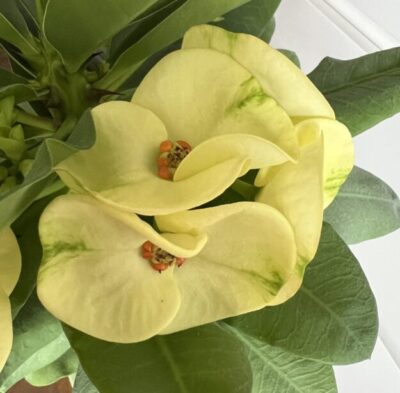 euphorbia крупноквіткова