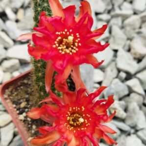 Chamaecereus hybrid Lincoln Crinkles