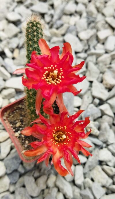 Chamaecereus hybrid Lincoln Crinkles