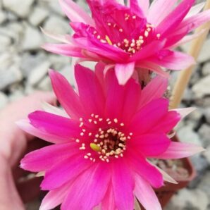 Chamaecereus hybrid Lincoln Sentinel