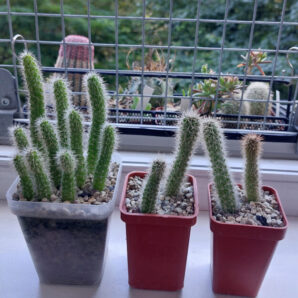 Loxanthocereus hoxeyi (borzicactus)