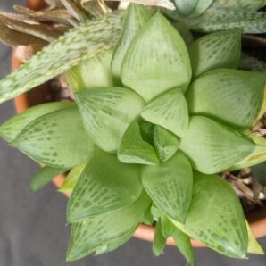 haworthia cupsidata дітка