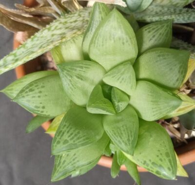 haworthia cupsidata дітка