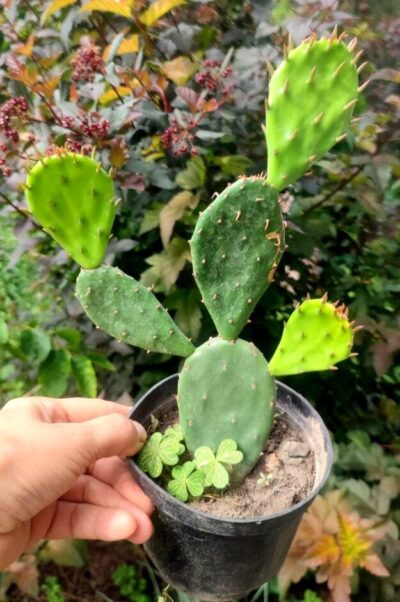 Opuntia compressa