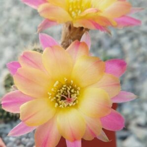 Chamaecereus hybrid Pan18.321.50 Borace