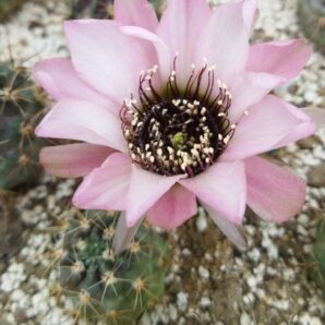 Lobivia jajoiana cv. Anemone. Дорослі рослини.