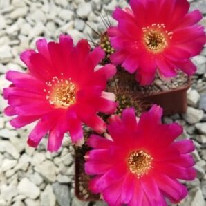 Lobivia echinata