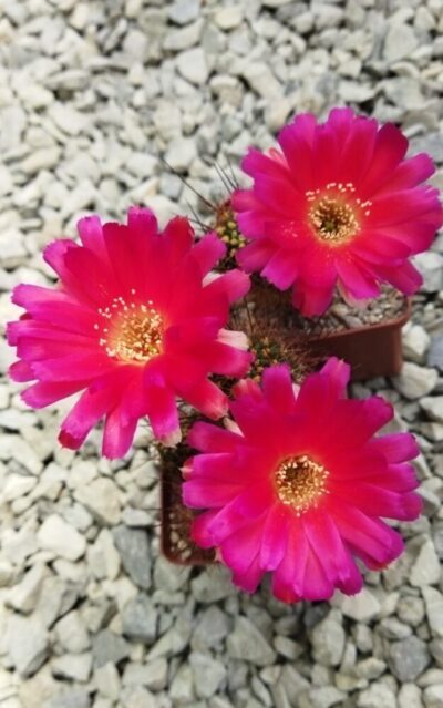 Lobivia echinata