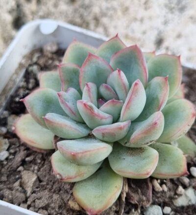 Echeveria Pink Line