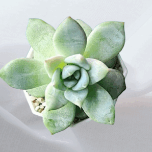 Echeveria Beatrice, діаметр горщика 7 см