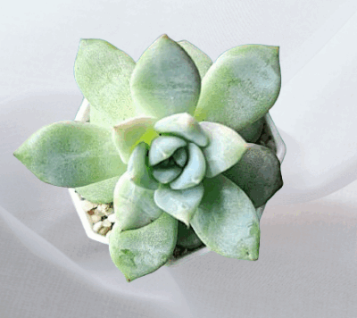 Echeveria Beatrice, діаметр горщика 7 см