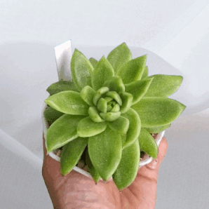 Echeveria 'Frank Reinelt' діаметр горщика 7 см