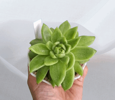 Echeveria 'Frank Reinelt' діаметр горщика 7 см