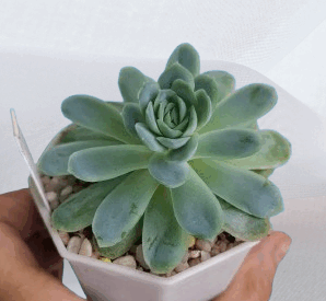 Echeveria 'Zonnestraal Pink', діаметр горщика 7 см