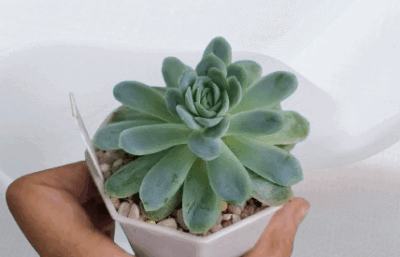 Echeveria 'Zonnestraal Pink', діаметр горщика 7 см