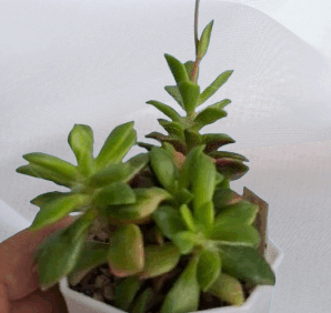 Anacampseros telephiastrum sunrise var., діаметр горщика 7 см