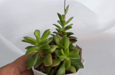 Anacampseros telephiastrum sunrise var., діаметр горщика 7 см