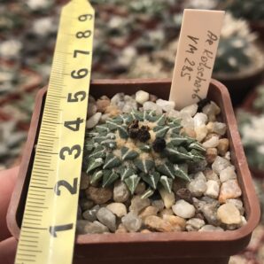 Ariocarpus kotschoubeyanus