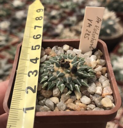 Ariocarpus kotschoubeyanus