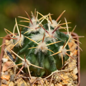 Echinocactus texensis