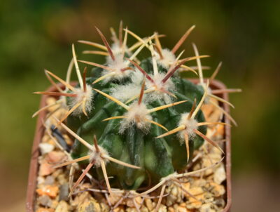 Echinocactus texensis