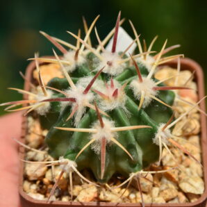 Echinocactus texensis