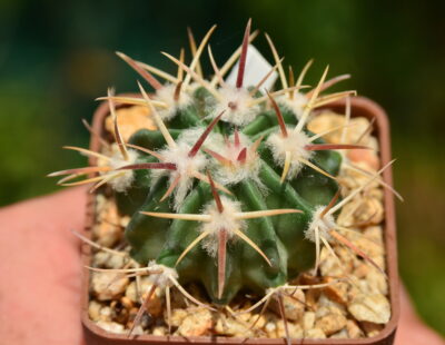 Echinocactus texensis