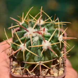 Echinocactus texensis