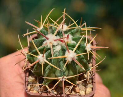 Echinocactus texensis