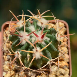 Echinocactus texensis