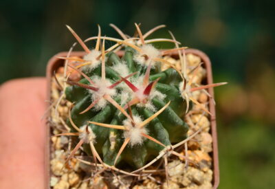 Echinocactus texensis