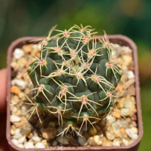 Gymnocalycium baldianum