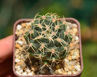 Gymnocalycium baldianum