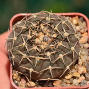 Gymnocalycium bodenbenderianum var. paucispinum