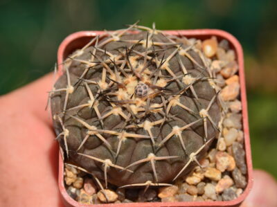 Gymnocalycium bodenbenderianum var. paucispinum