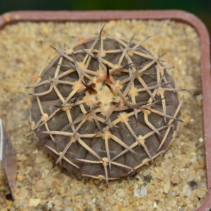 Gymnocalycium bodenbenderianum v paucispinum