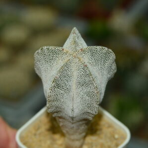 Astrophytum myriostigma cv Onzuka