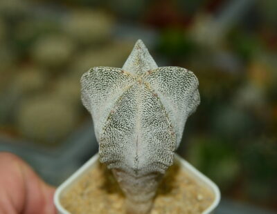 Astrophytum myriostigma cv Onzuka