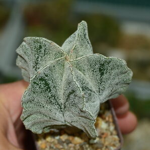 Аstrophytum myriostigma v.columnare