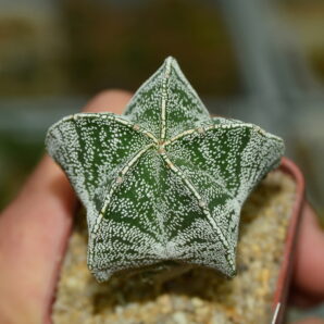 Аstrophytum myriostigma v.columnare