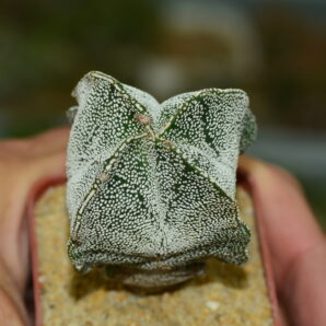 Аstrophytum myriostigma v.columnare quadricostatum