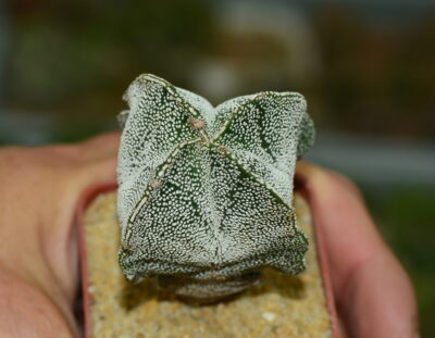 Аstrophytum myriostigma v.columnare quadricostatum