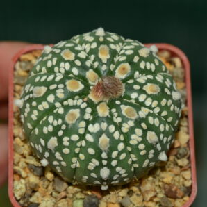 Astrophytum Super Kabuto