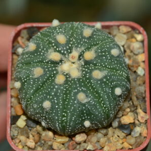 Astrophytum asterias
