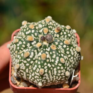 Astrophytum Super Kabuto